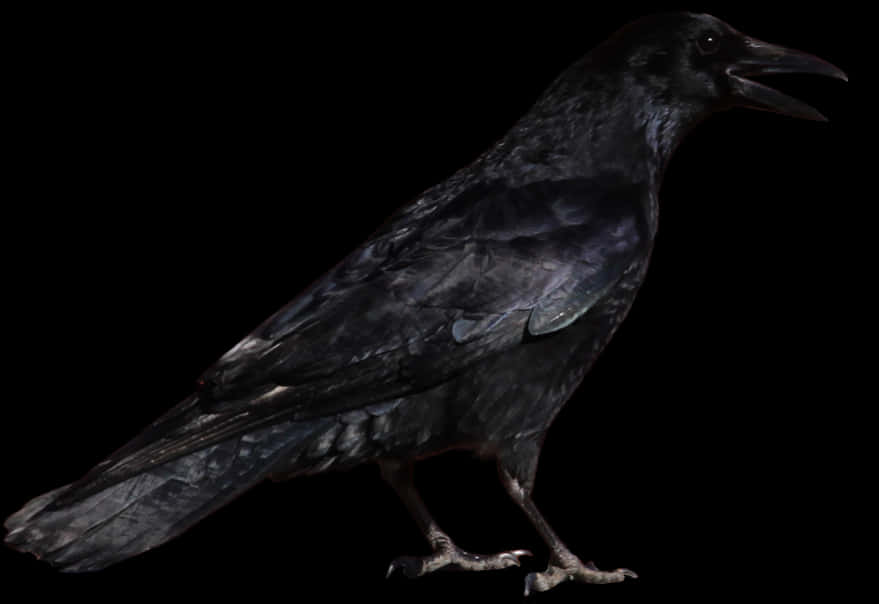 Black Crow Profile PNG Image