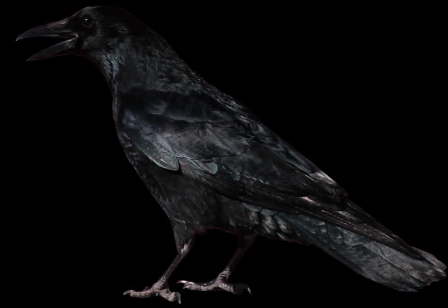 Black Crow Profile PNG Image