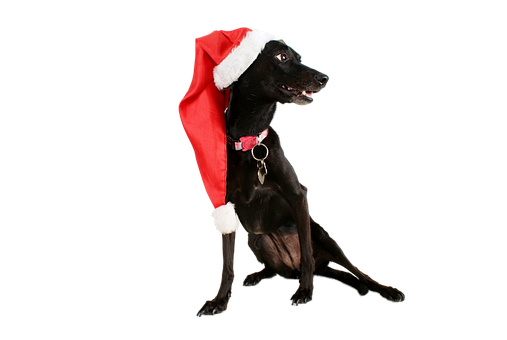 Black Dogin Santa Hat PNG Image