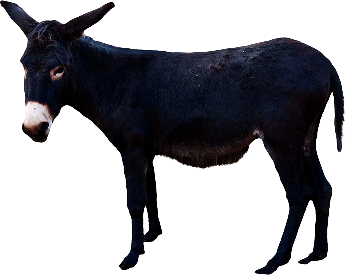 Black Donkey Standing Profile PNG Image