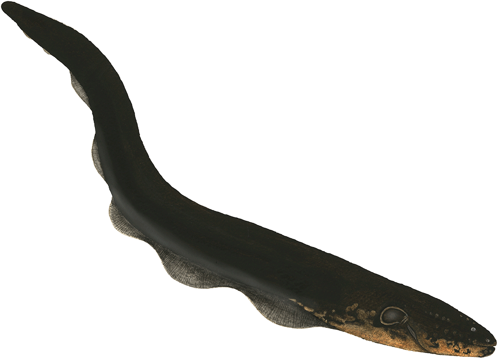 Black Eel Isolatedon Blue Background.png PNG Image