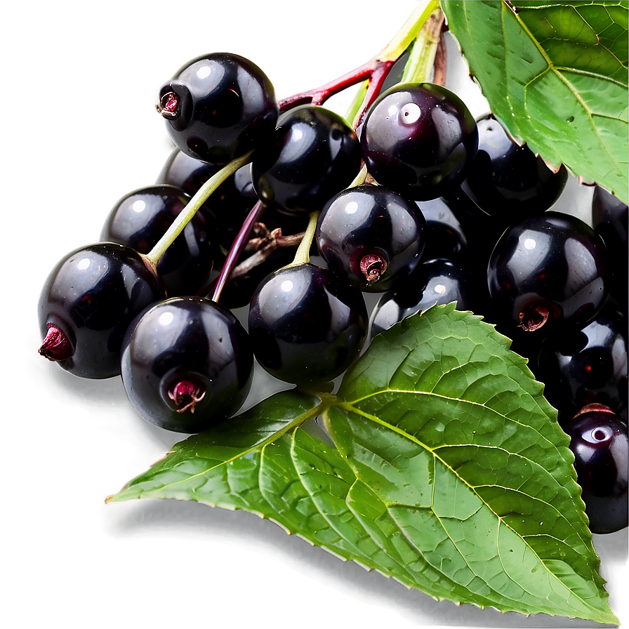 Black Elderberry Png 06252024 PNG Image