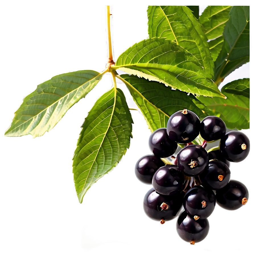 Black Elderberry Png Awb77 PNG Image