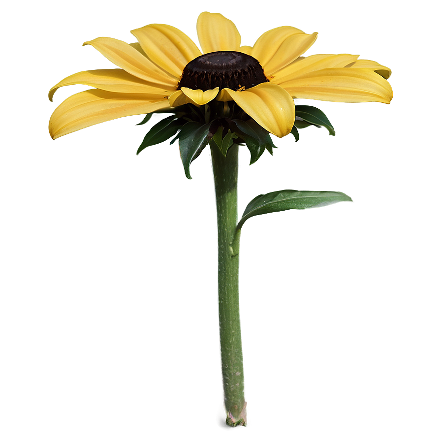 Black Eyed Susan Botanical Drawing Png 06282024 PNG Image