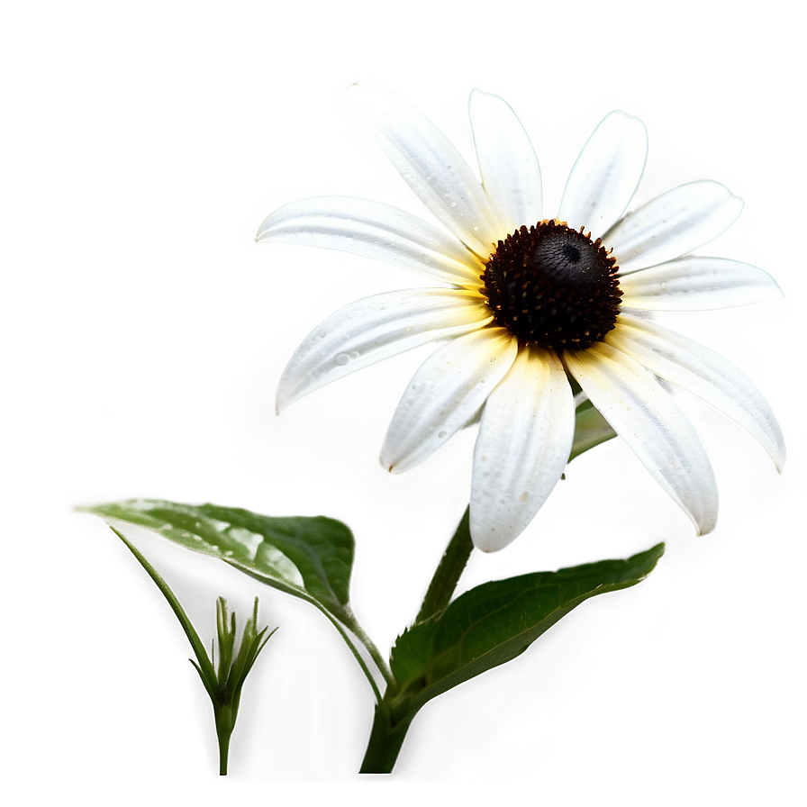 Black Eyed Susan Flower Png Kol PNG Image