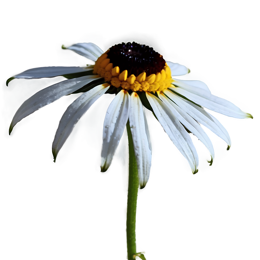 Black Eyed Susan PNG Images [100+] - SubPNG.com