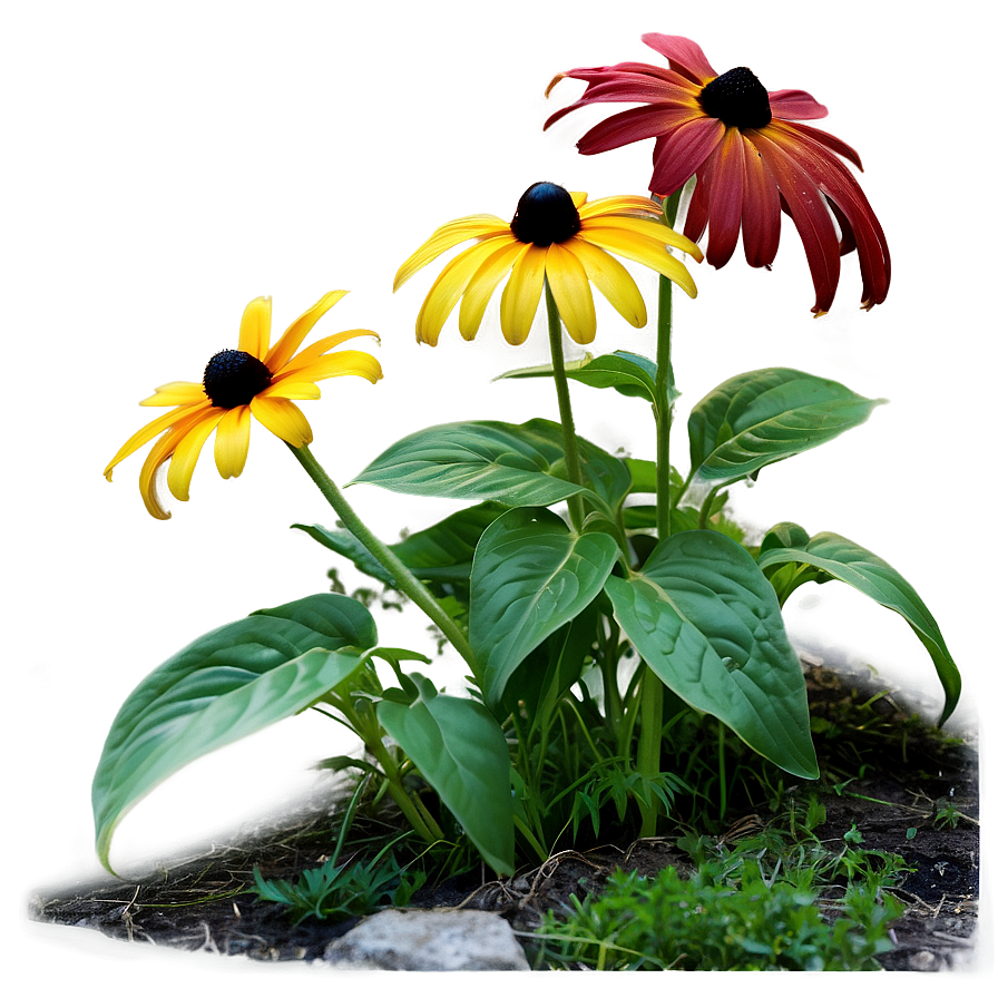 Black Eyed Susan Garden Path Png Prb PNG Image