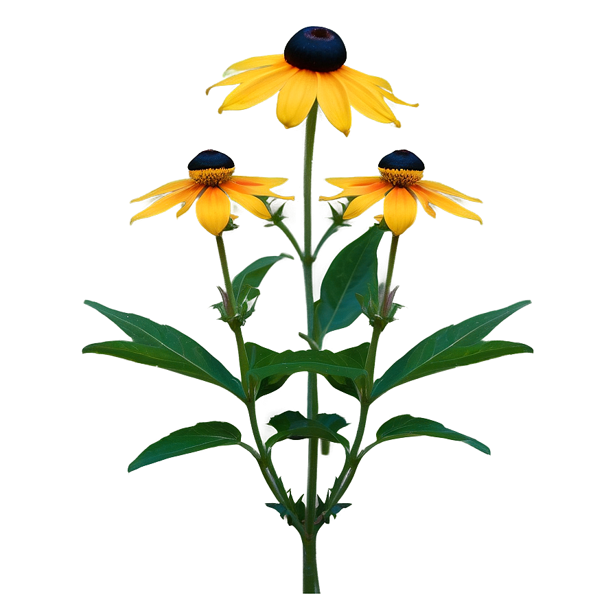 Black Eyed Susan In Full Bloom Png 06282024 PNG Image