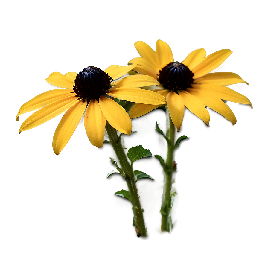 Black Eyed Susan In Natural Habitat Png Iqd PNG Image