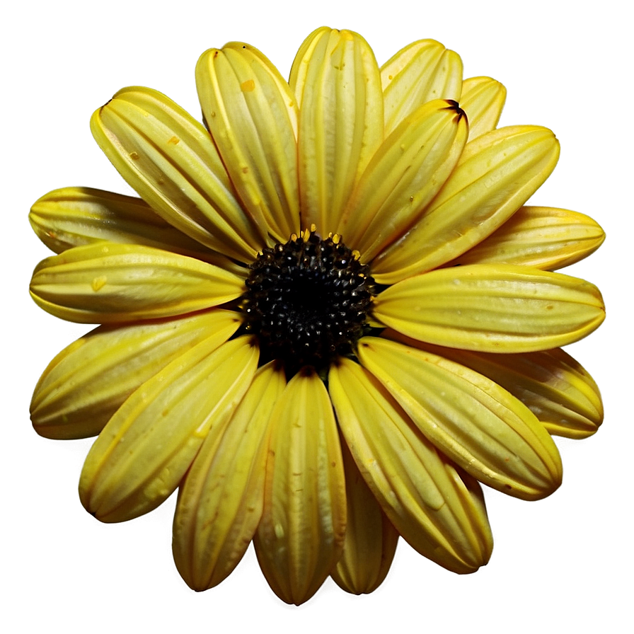 Black Eyed Susan Petals Close-up Png Vma88 PNG Image