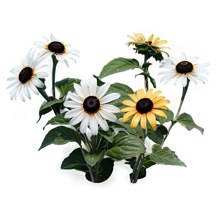 Black Eyed Susan Summer Field Png 18 PNG Image