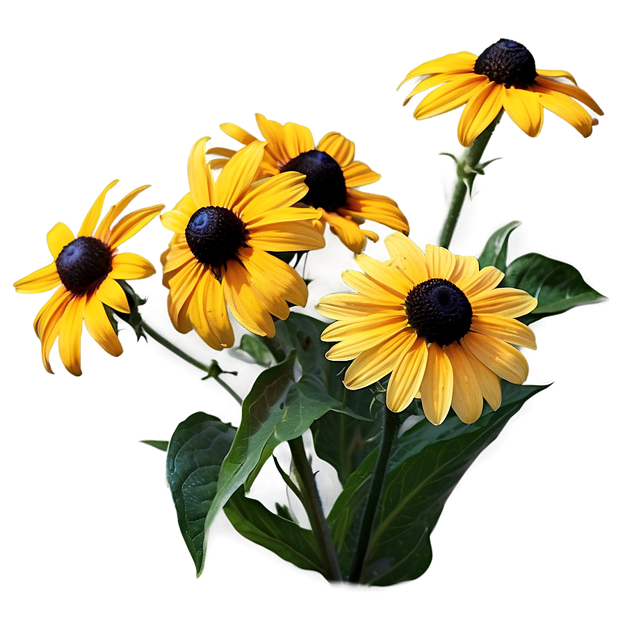 Black Eyed Susan Summer Field Png Qfc45 PNG Image