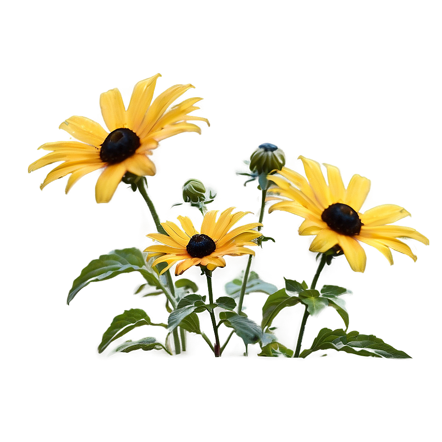 Black Eyed Susan Under Blue Sky Png 15 PNG Image