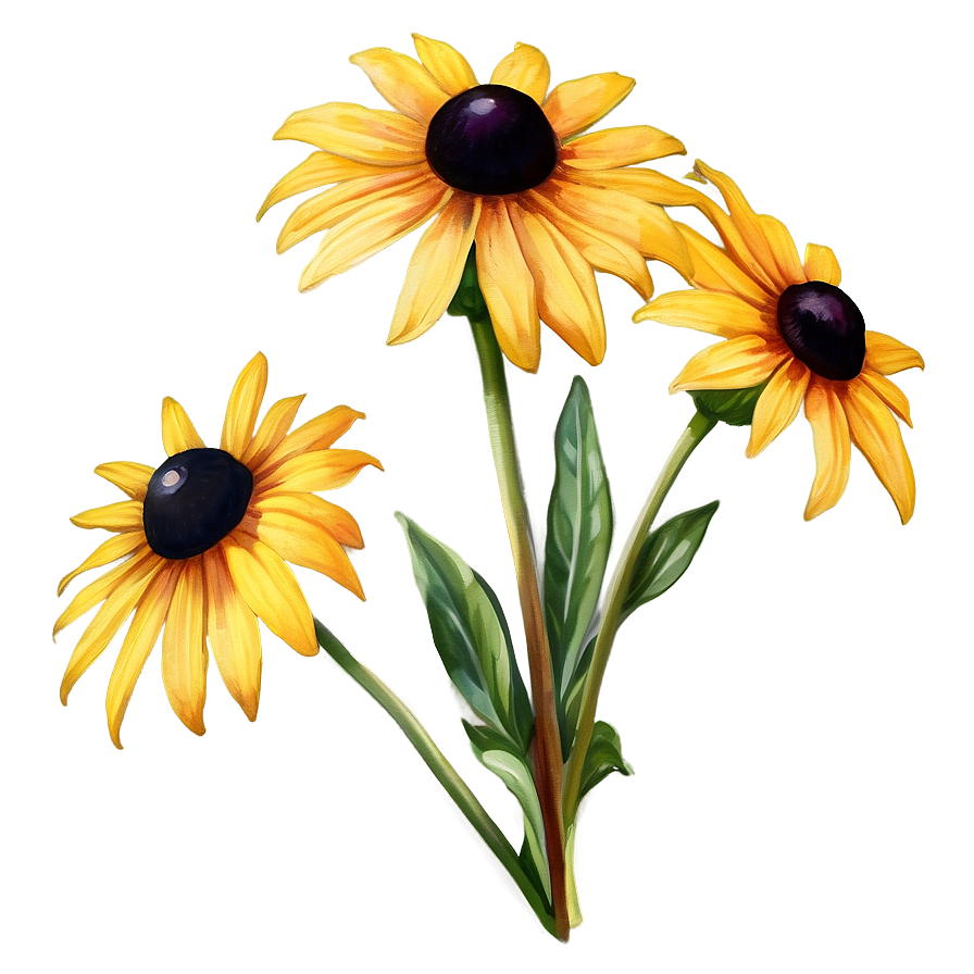 Black Eyed Susan Watercolor Art Png Lup90 PNG Image