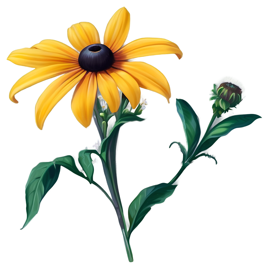 Black Eyed Susan Wildflower Png Uad PNG Image