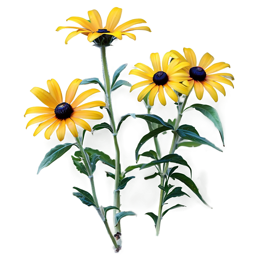 Black Eyed Susan Wildflower Png Yej PNG Image