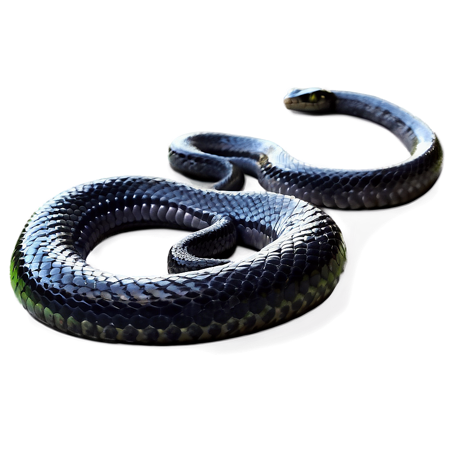 Black Garden Snake Png Bee83 PNG Image