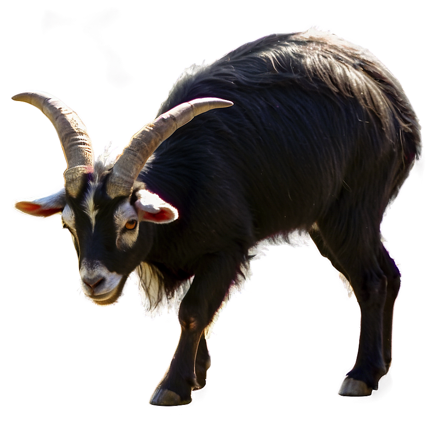 Black Goat Png Acf53 PNG Image