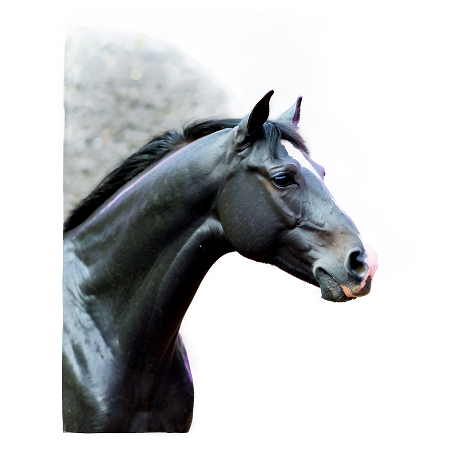 Black Horse C PNG Image