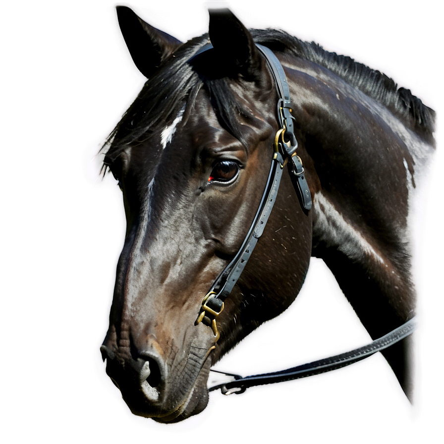 Black Horse D PNG Image