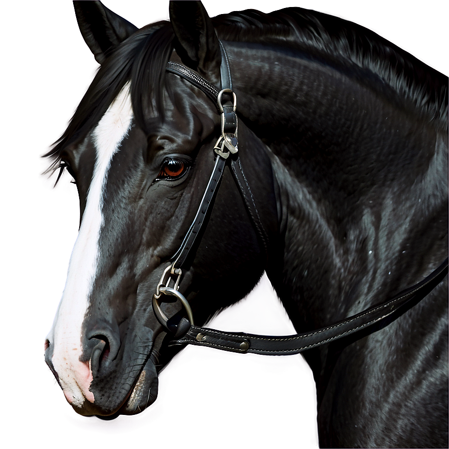 Black Horse Digital Artwork Png Tob PNG Image