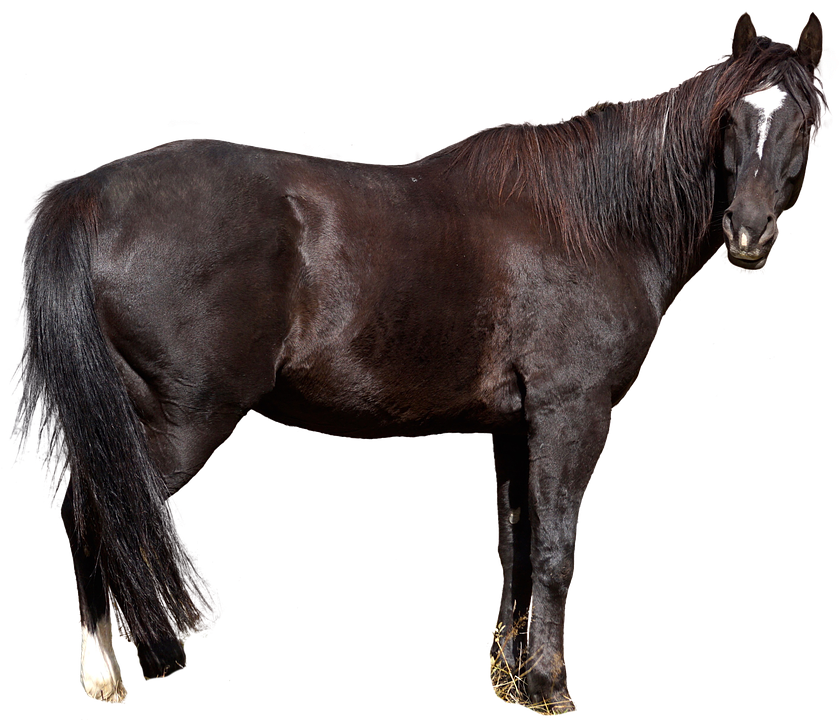 Black Horse Standing Profile PNG Image