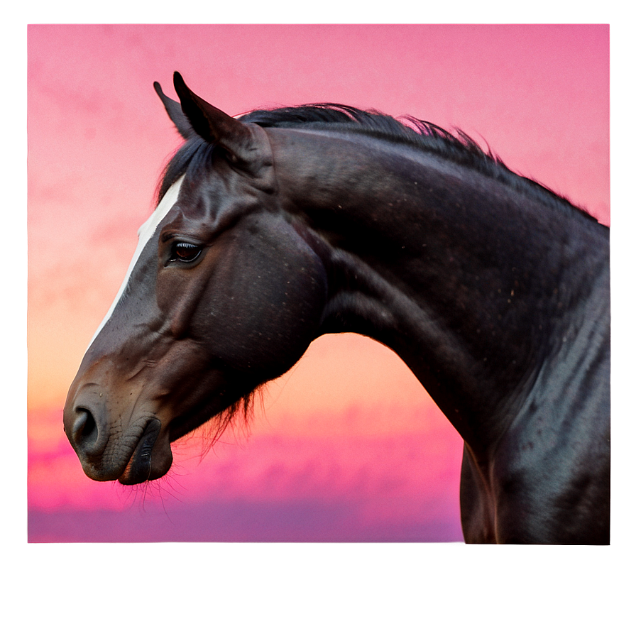 Black Horse With Pink Sunset Png 06262024 PNG Image