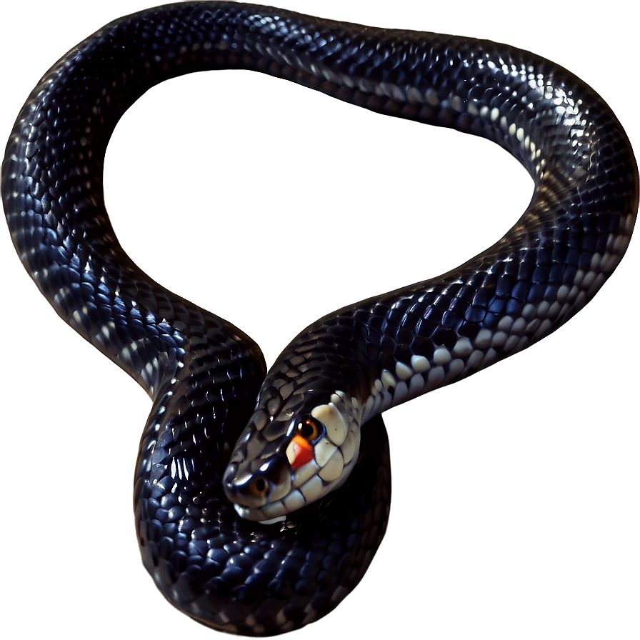 Black King Snake Png Clq PNG Image