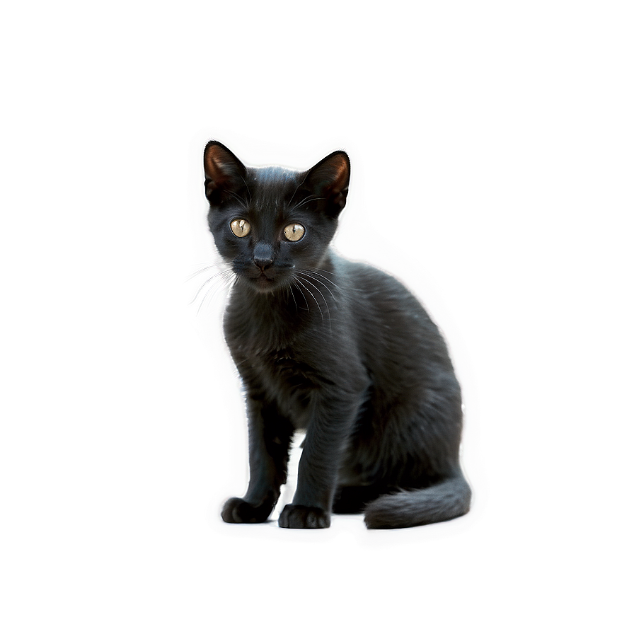 Black Kitten Png 05232024 PNG Image