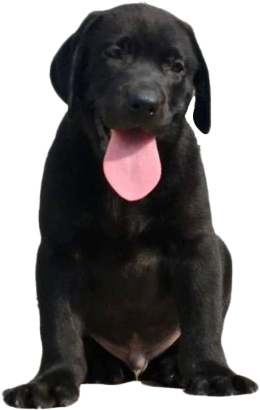 Black Labrador Puppy Sitting PNG Image