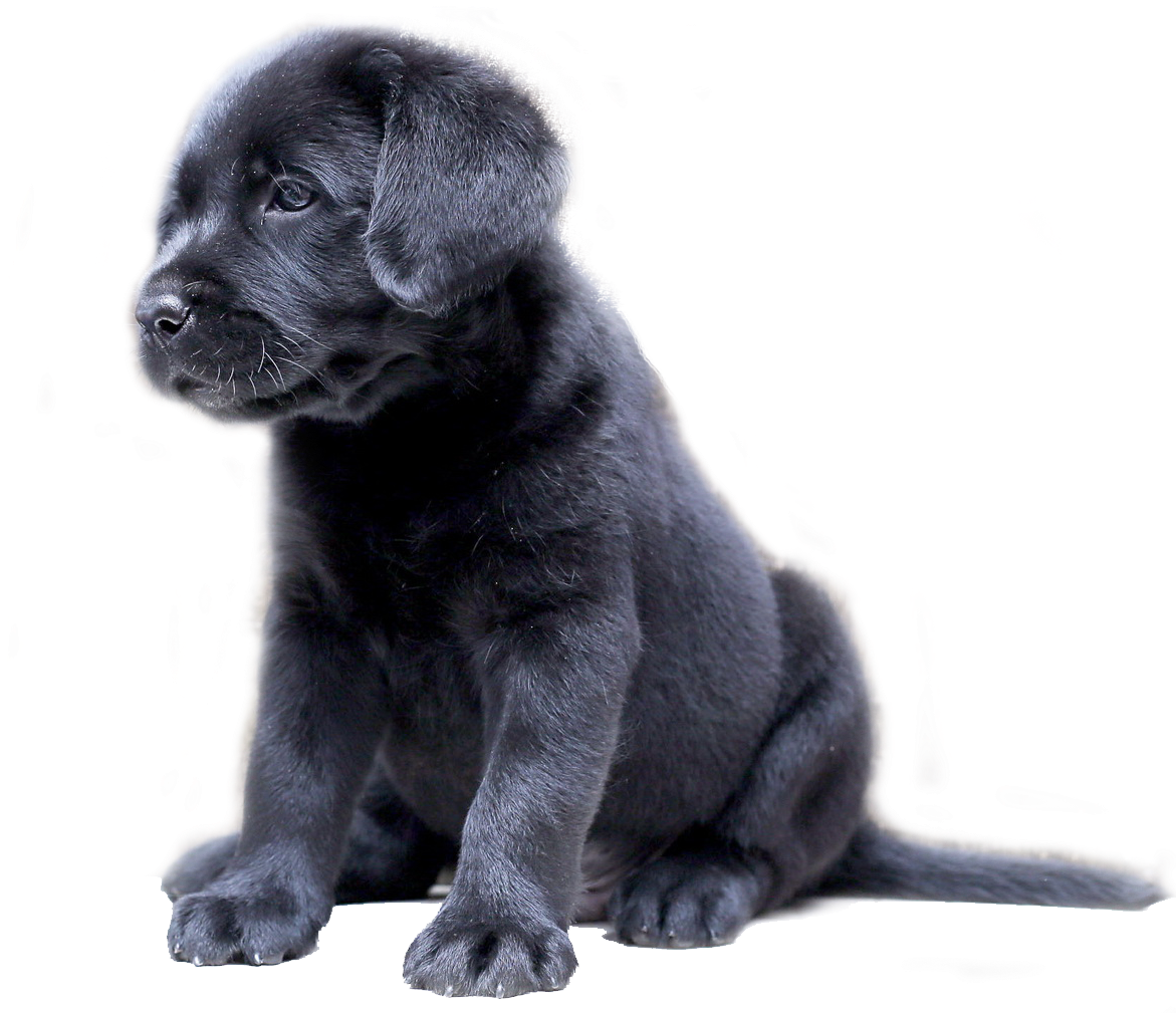 Black Labrador Puppy Sitting Transparent Background PNG Image