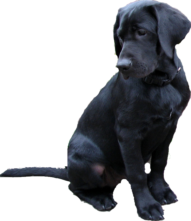 Black Labrador Puppy Sitting PNG Image