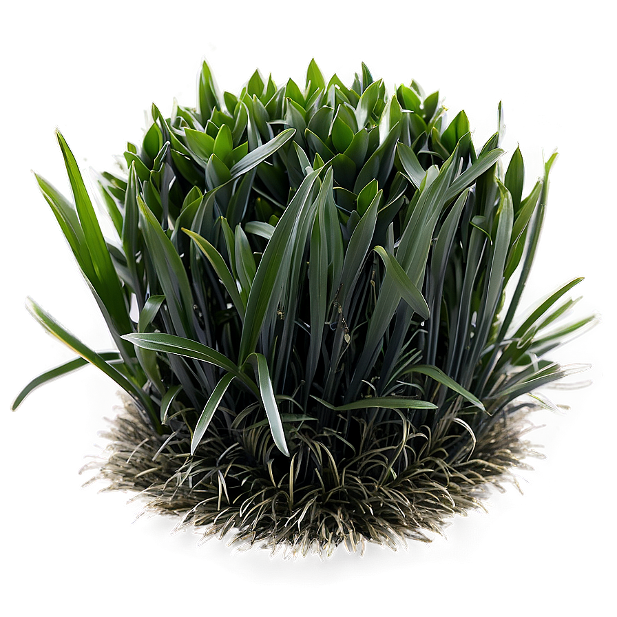 Black Mondo Grass Png 06212024 PNG Image