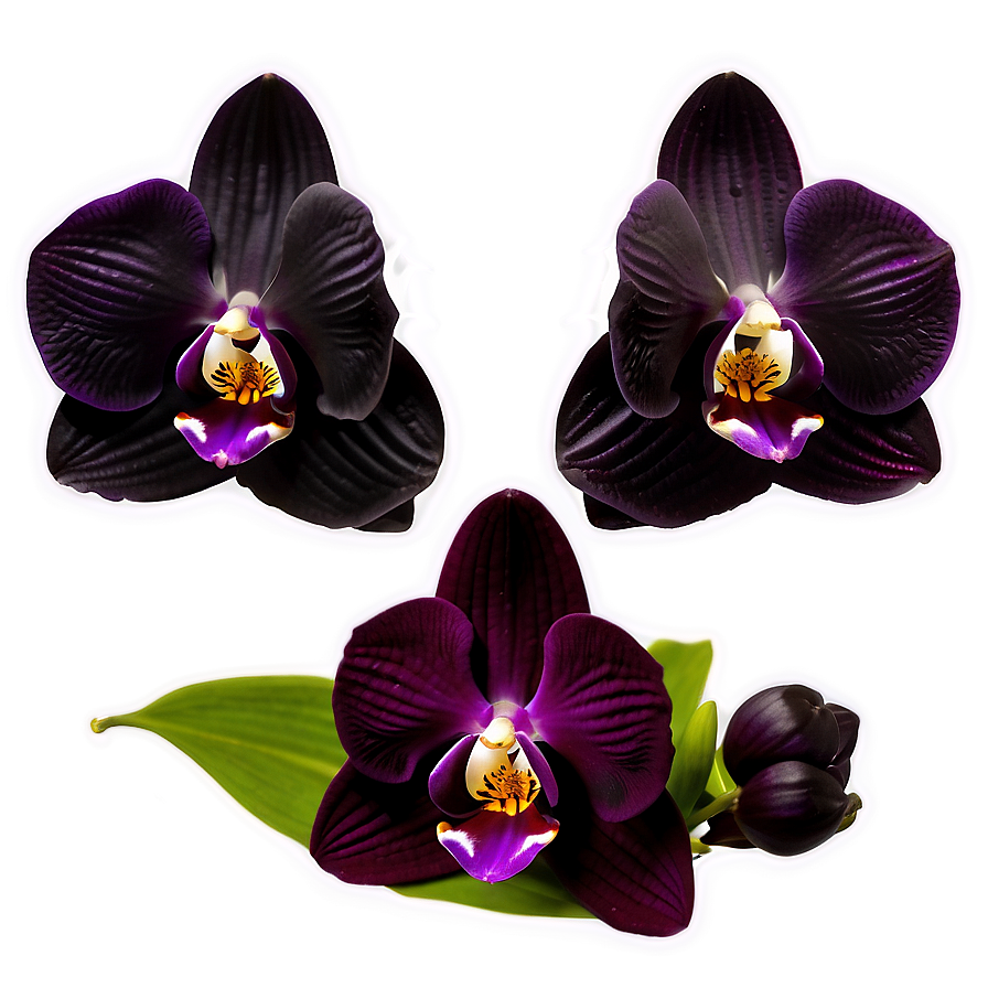 Black Orchid Png Kgx PNG Image