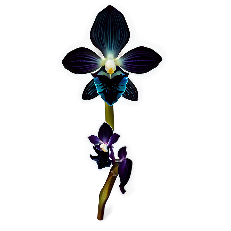 Black Orchid Png Tnq PNG Image