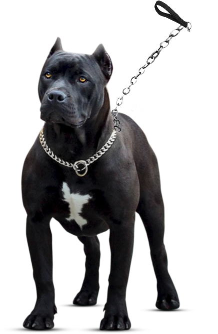 Black Pitbull With Chain Collar PNG Image