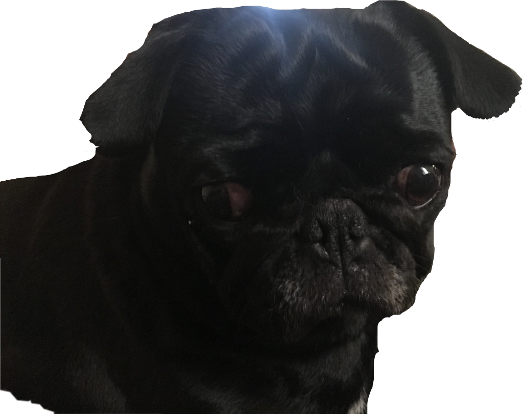 Black Pug Portrait PNG Image