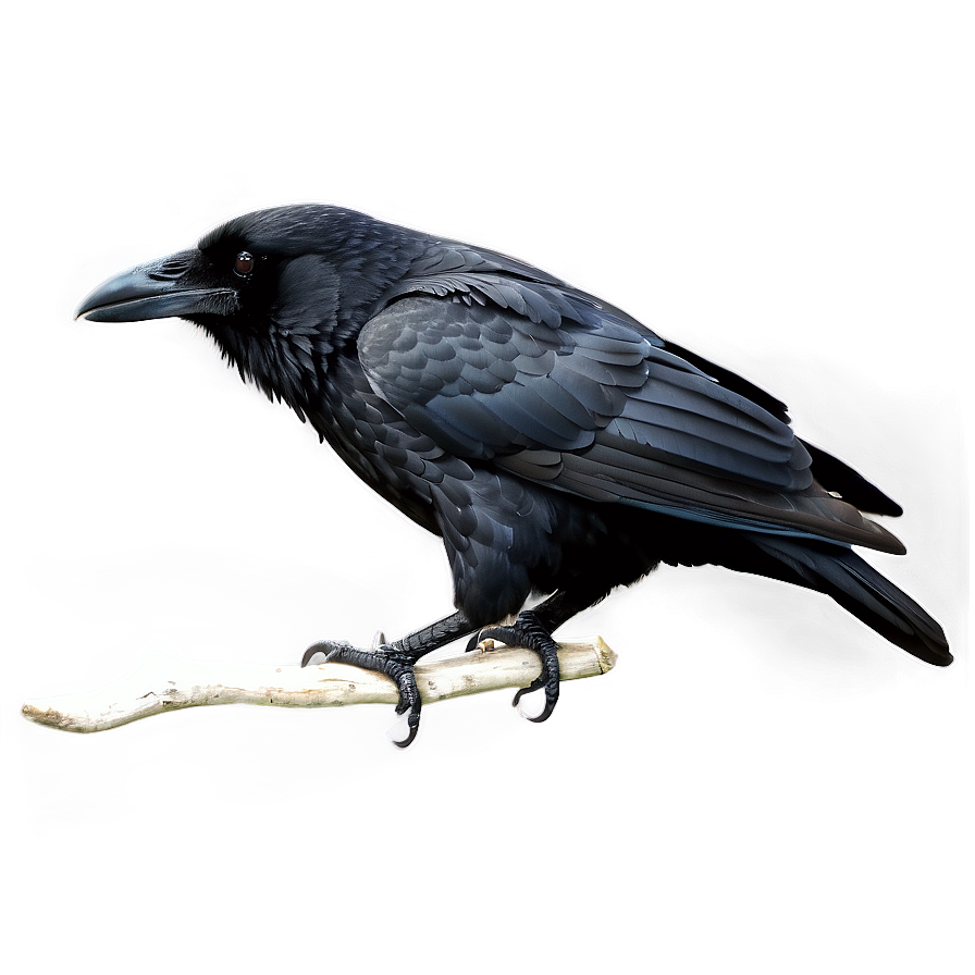 Black Raven Png Uvd PNG Image