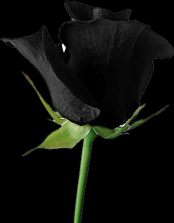 Black Rose Single Stem PNG Image