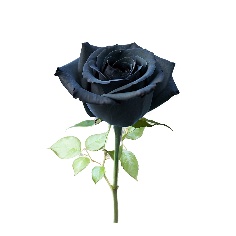 Black Roses Design Png Txy PNG Image