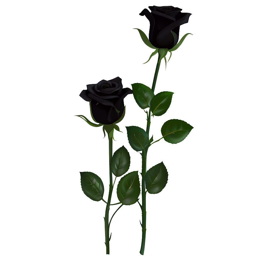 Black Roses For Funeral Png Xll PNG Image