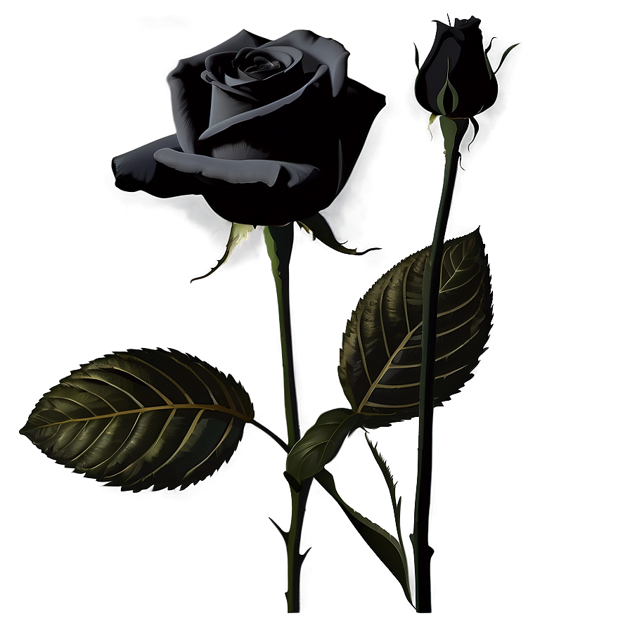 Black Roses Silhouette Png 06212024 PNG Image