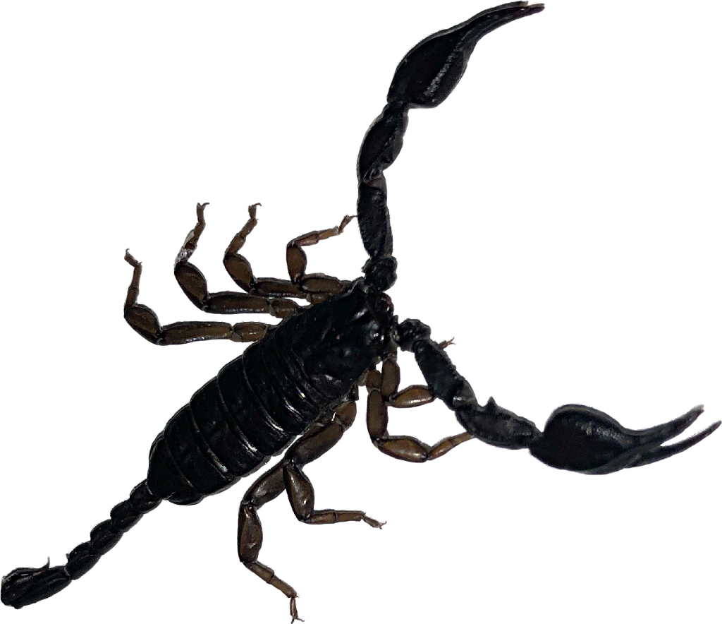 Black Scorpion Isolated Background PNG Image