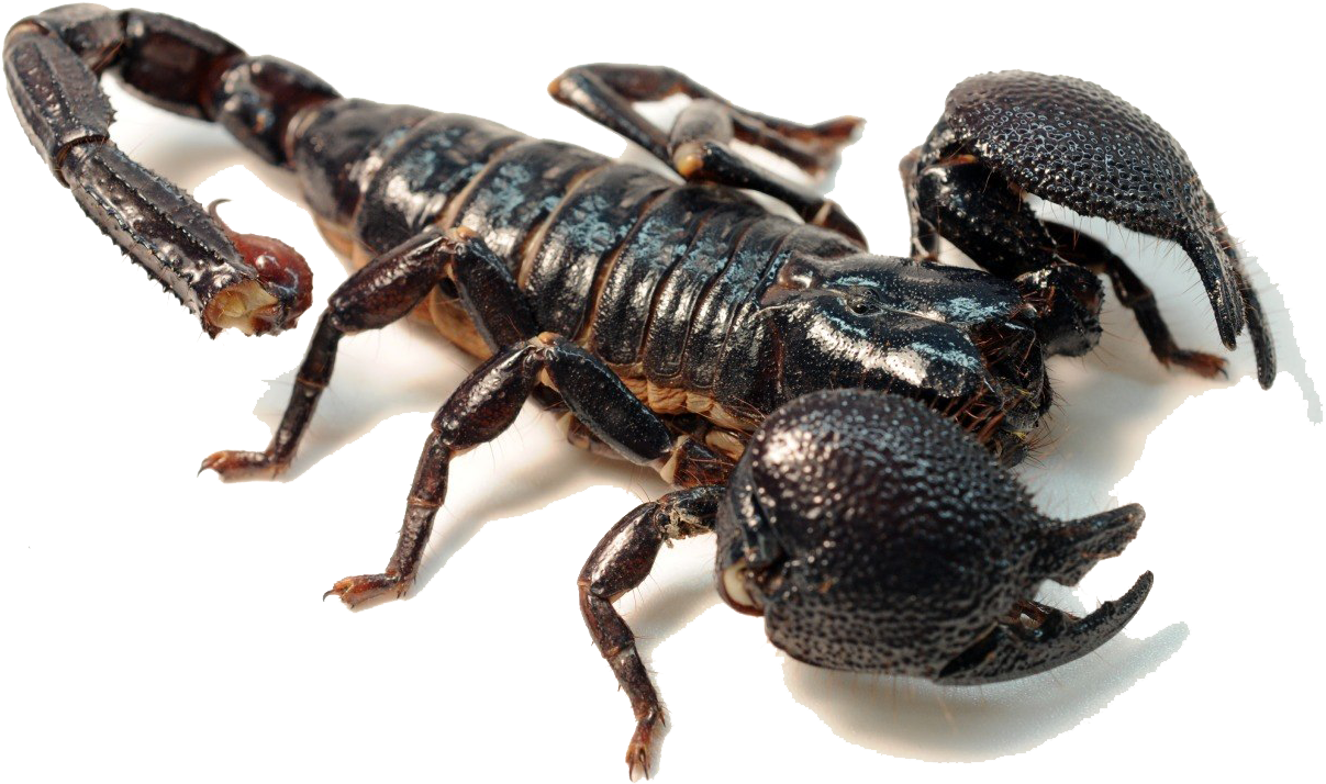 Black Scorpion Isolated Background PNG Image