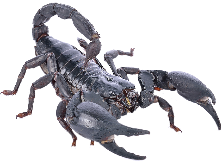 Black Scorpion Isolated Background PNG Image