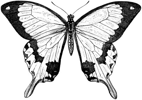 Black Silhouette Butterfly PNG Image