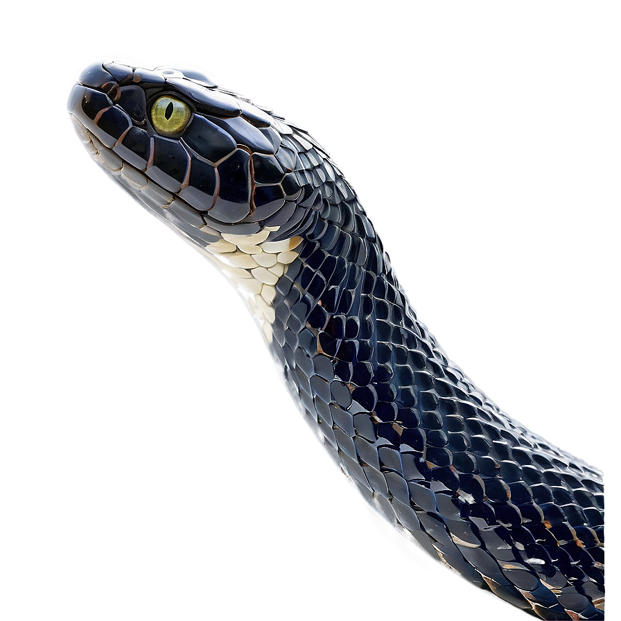 Black Snake Wrapped Around Png 9 PNG Image