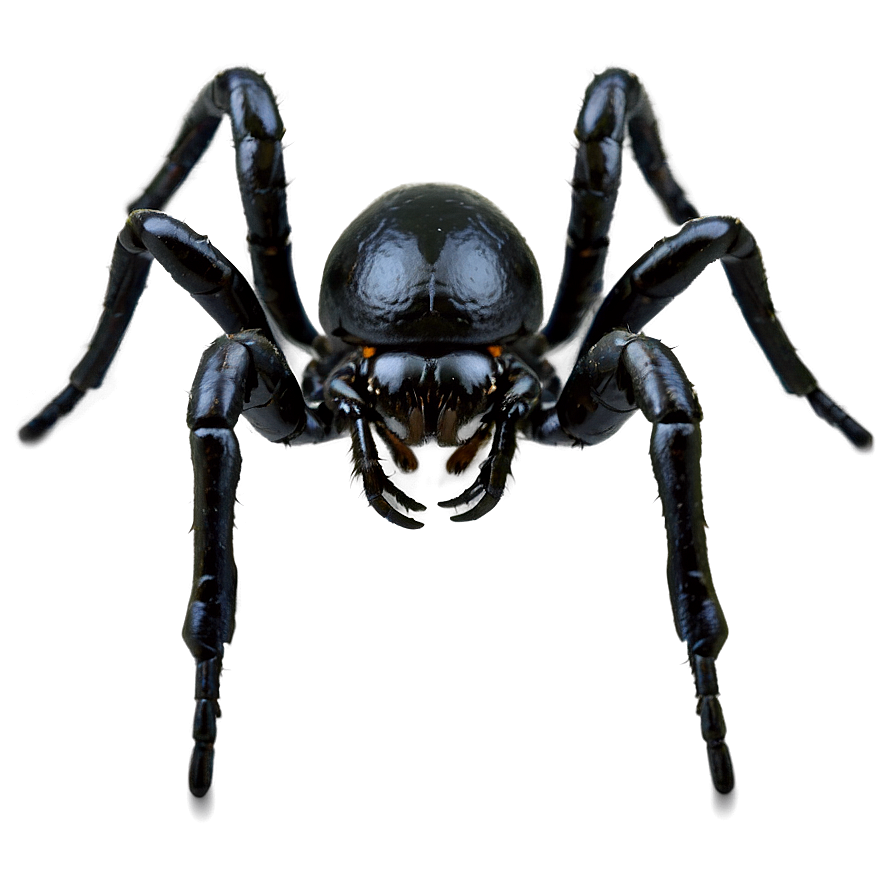 Black Spider Png 05042024 PNG Image