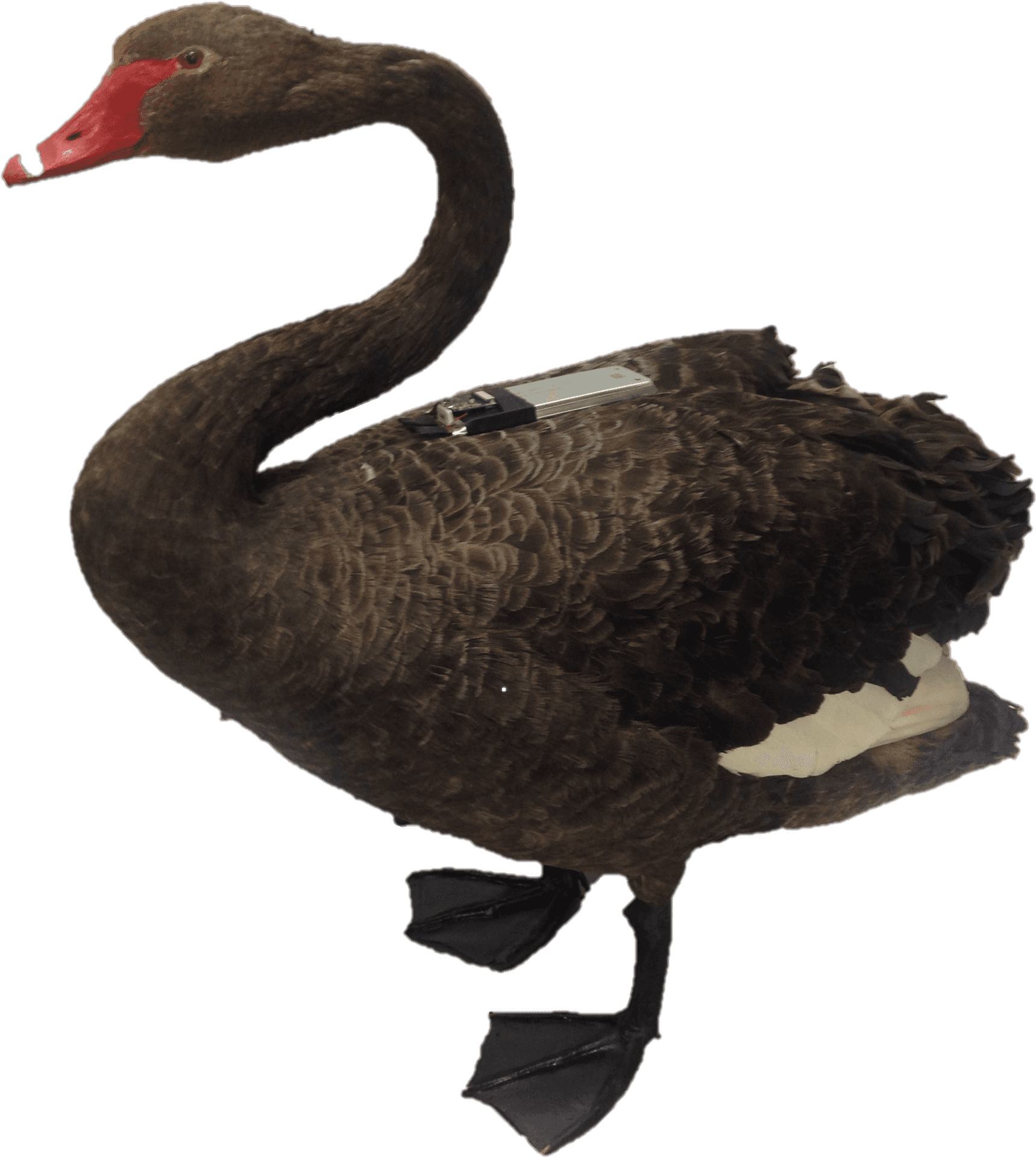 Black Swan Profile Pose PNG Image