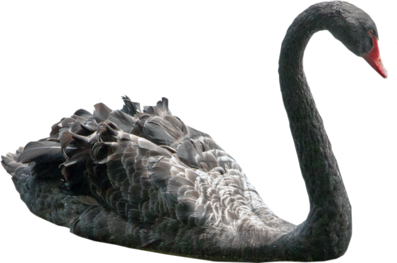 Black Swan Profile PNG Image